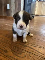 Reba, a female Border Collie for sale in Darlington, MD – Photo 1 of 2