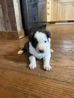 Waylon, a male Border Collie for sale in Darlington, MD – Photo 1 of 3