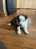 Waylon, a male Border Collie for sale in Darlington, MD – Photo 3 of 3