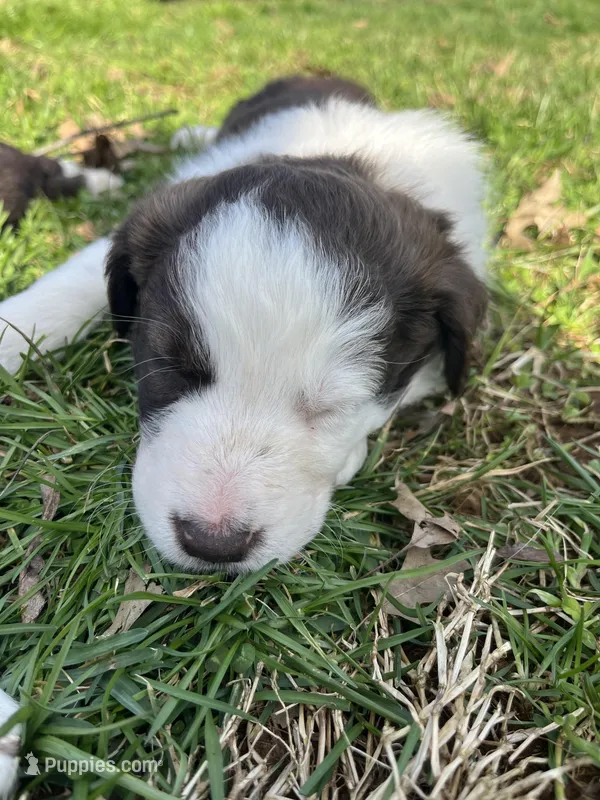 Waylon – Border Collie puppy for sale in Darlington, MD