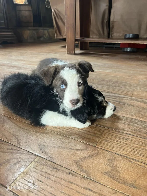 Waylon – Border Collie puppy for sale in Darlington, MD