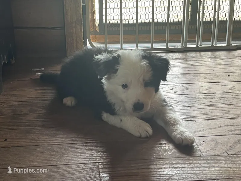 Willie – Border Collie puppy for sale in Darlington, MD