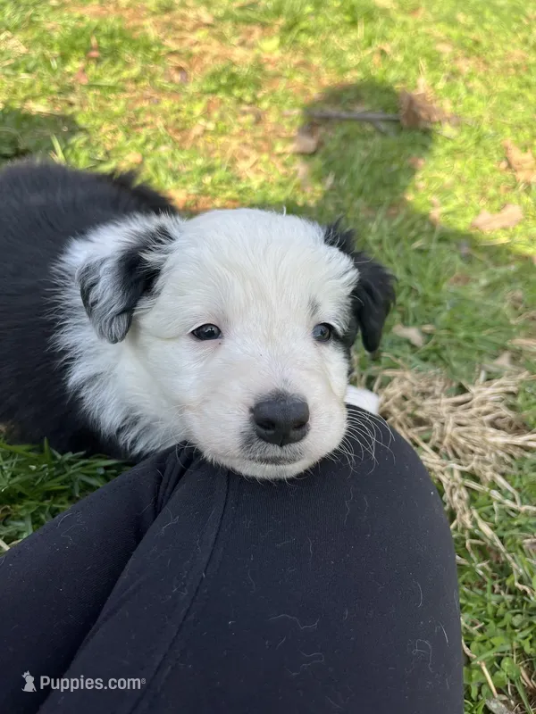 Willie – Border Collie puppy for sale in Darlington, MD