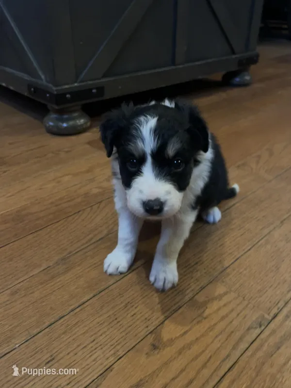 Loretta – Border Collie puppy for sale in Darlington, MD