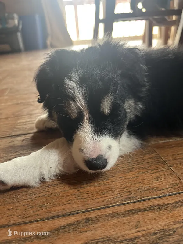 Loretta – Border Collie puppy for sale in Darlington, MD