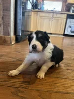 Loretta, a female Border Collie for sale in Darlington, MD – Photo 2 of 3