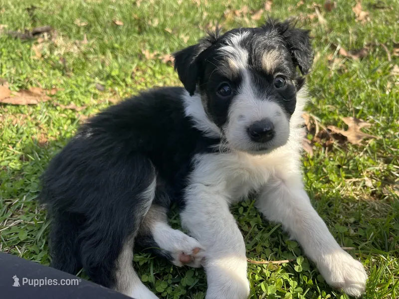 Loretta – Border Collie puppy for sale in Darlington, MD