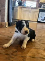 Loretta, a female Border Collie for sale in Darlington, MD – Photo 3 of 3