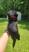 Pink girl (Fat Mama), a female Pug for sale in Fishers, IN – 2 of 2
