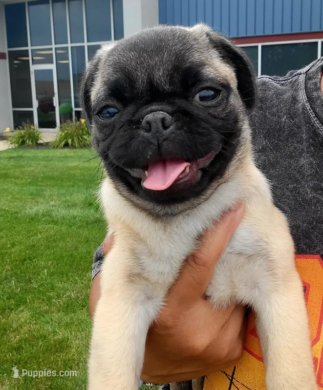 Peanut – Pug puppy for sale in Fishers, IN