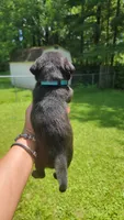 Blue boy, a male Pug for sale in Fishers, IN – 2 of 2