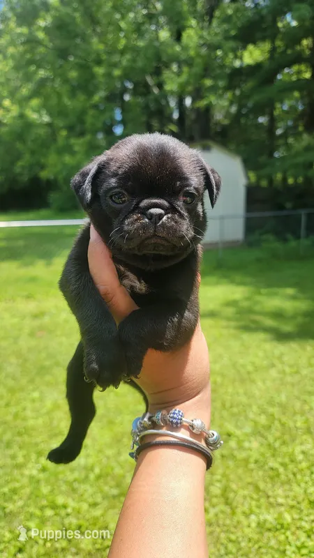Blue boy – Pug puppy for sale in Fishers, IN