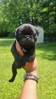 Blue boy, a male Pug for sale in Fishers, IN – 1 of 2