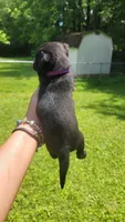 Purple girl , a female Pug for sale in Fishers, IN – 2 of 2