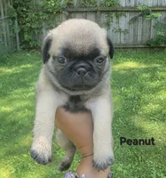 Peanut, a female Pug for sale in Fishers, IN – 1 of 2