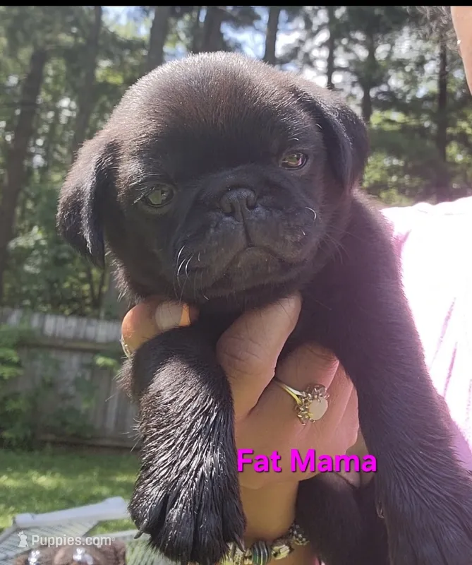 Pink girl (Fat Mama) – Pug puppy for sale in Fishers, IN