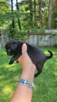 Tiny Tim, a male Pug for sale in Fishers, IN – 2 of 2