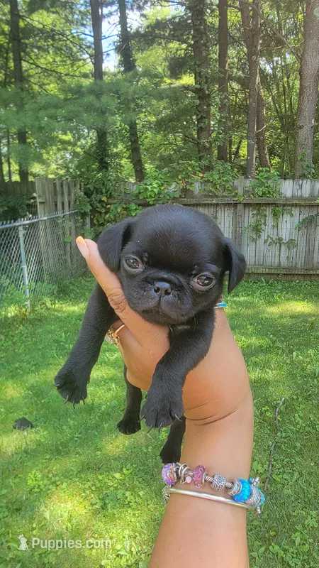 Tiny Tim – Pug puppy for sale in Fishers, IN