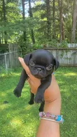 Tiny Tim, a male Pug for sale in Fishers, IN – 1 of 2