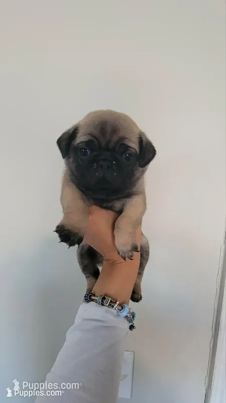 Orange boy , a male Pug for sale in Fishers, IN – Photo 1 of 2
