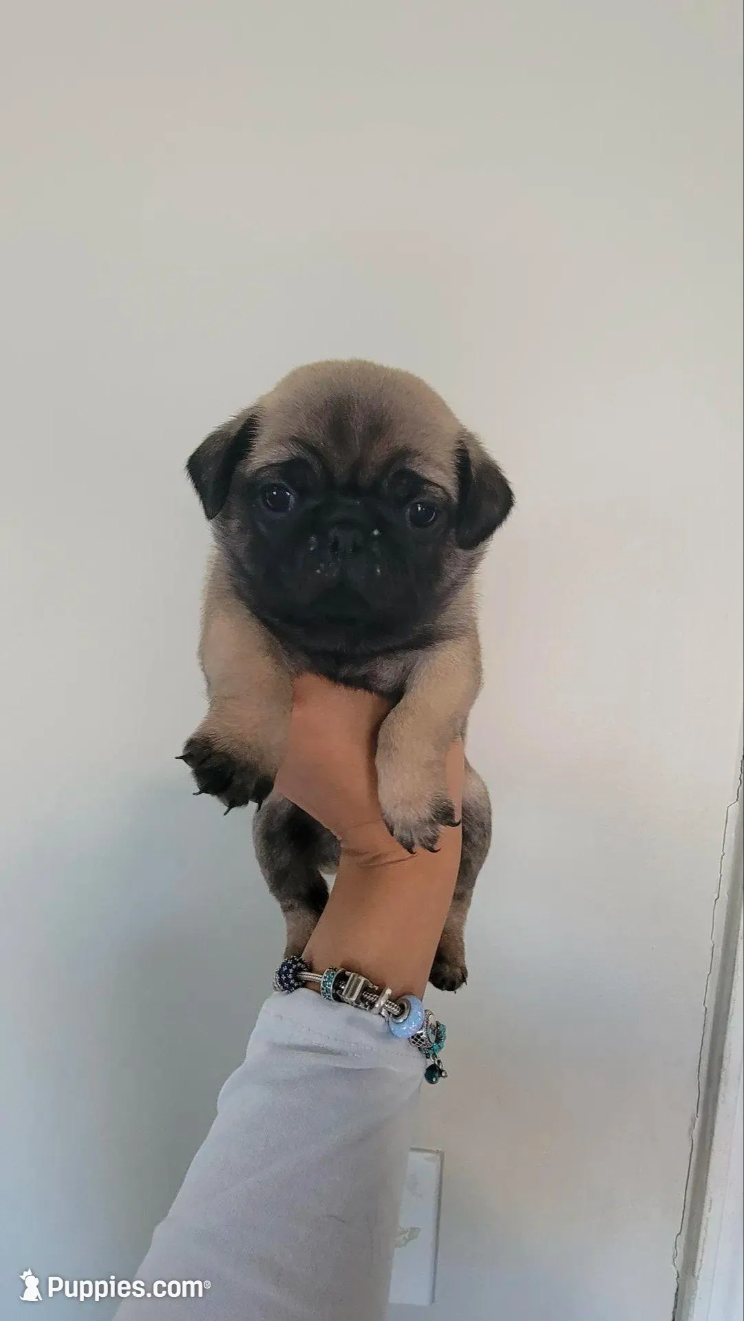 Orange boy , a male Pug for sale in Fishers, IN – Photo 1 of 2