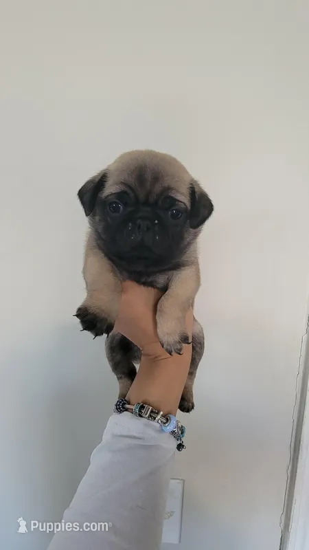Orange boy  – Pug puppy for sale in Fishers, IN