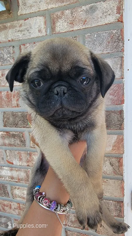 Orange boy  – Pug puppy for sale in Fishers, IN