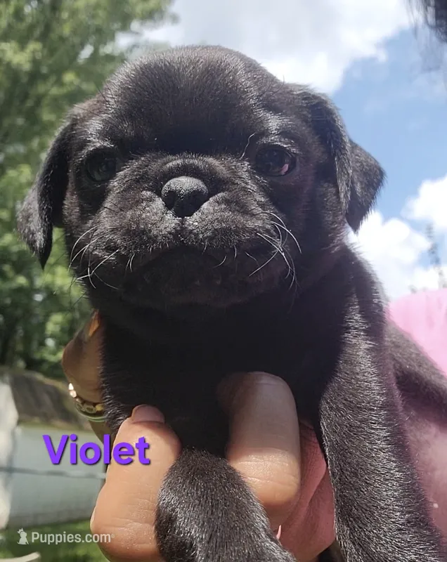 Purple girl (Violet) – Pug puppy on hold in Fishers, IN