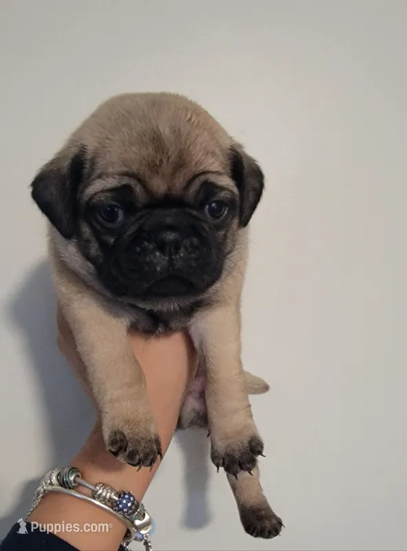 Green boy  – Pug puppy for sale in Fishers, IN