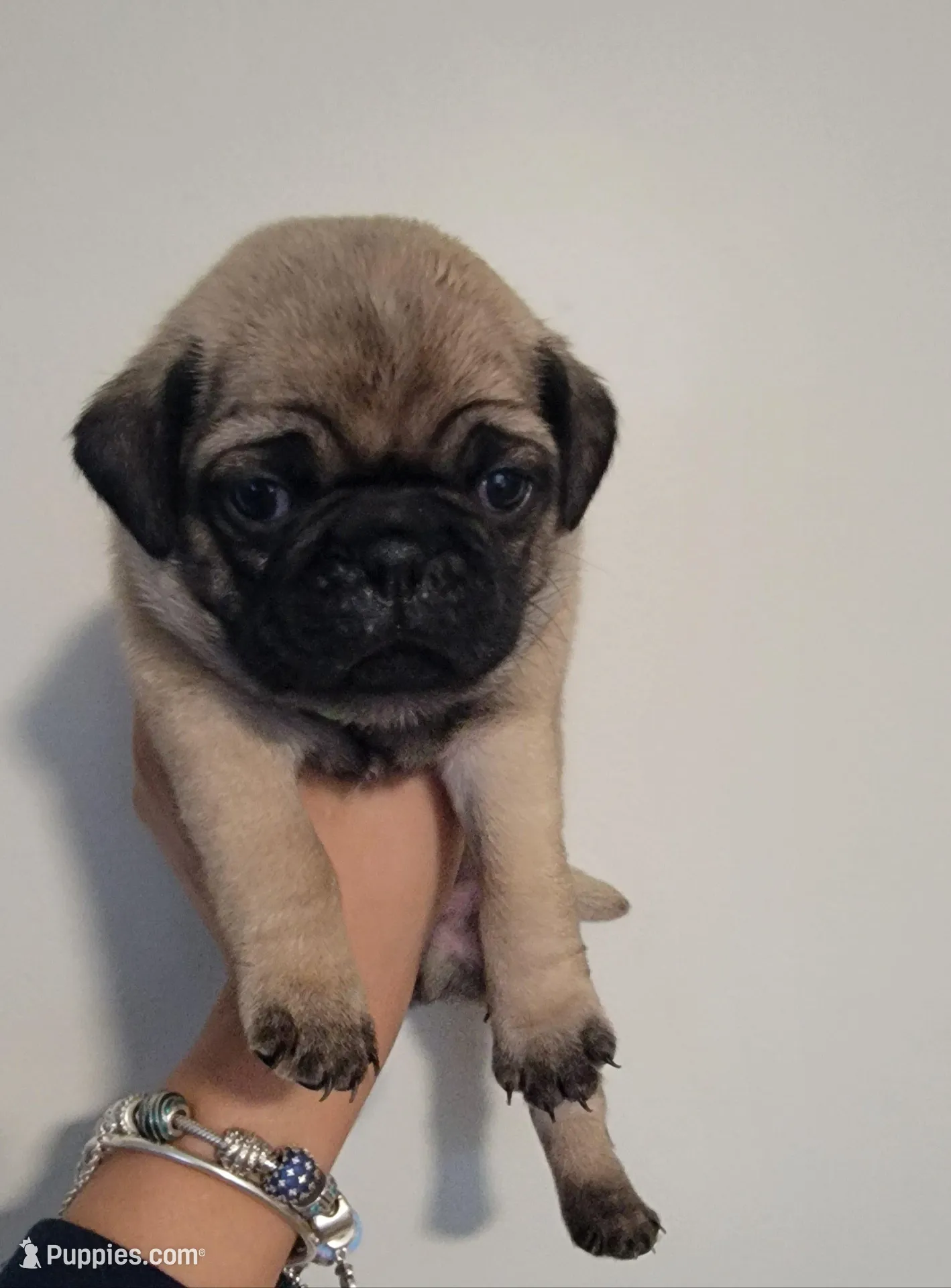 Green boy , a male Pug for sale in Fishers, IN – Photo 1 of 4