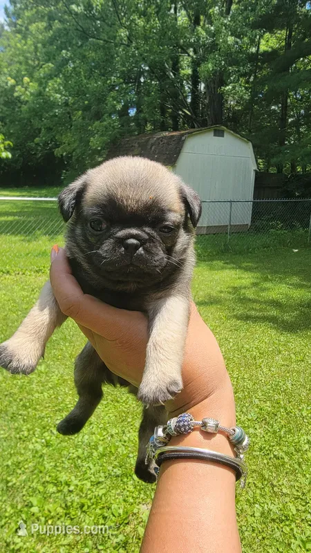 Black girl (Peanut) – Pug puppy for sale in Fishers, IN