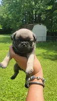 Black girl (Peanut), a female Pug for sale in Fishers, IN – 1 of 2
