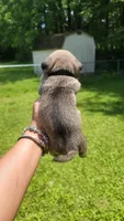 Black girl (Peanut), a female Pug for sale in Fishers, IN – 2 of 2