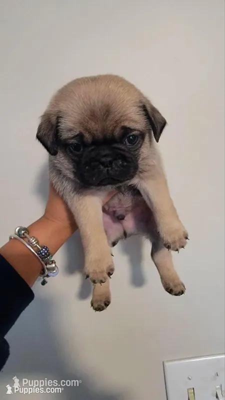 Blue boy – Pug puppy for sale in Fishers, IN