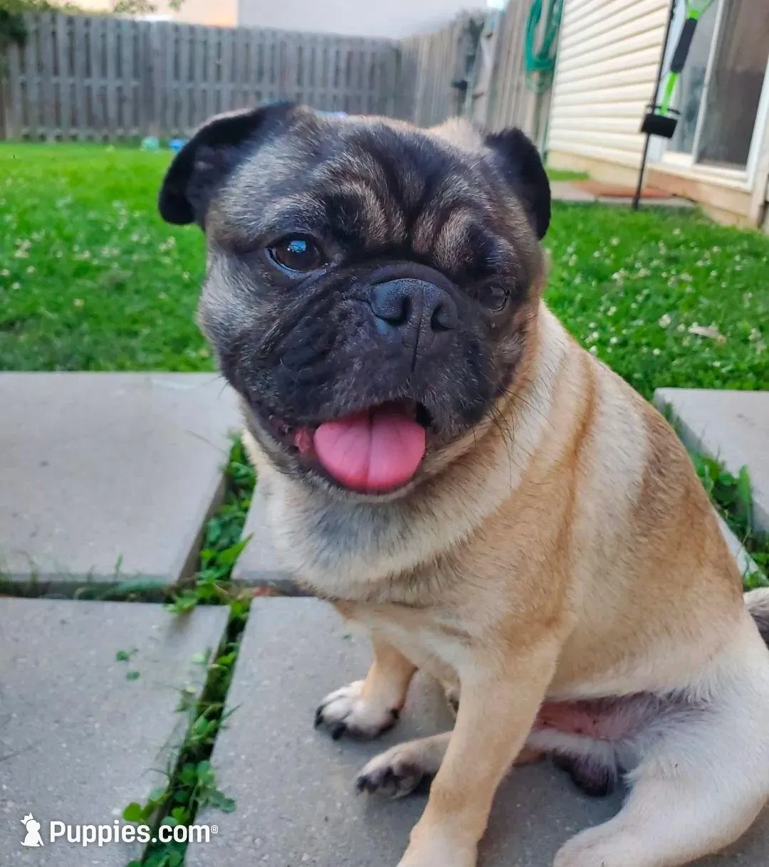 Blue boy, a male Pug for sale in Fishers, IN – Photo 3 of 4