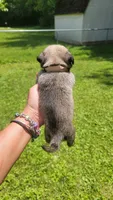 Tan girl (Butter), a female Pug for sale in Fishers, IN – 2 of 2