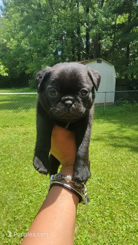 Purple girl  – Pug puppy for sale in Fishers, IN