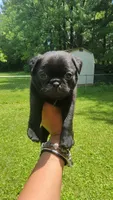 Purple girl , a female Pug for sale in Fishers, IN – 1 of 2
