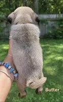 Butter, a female Pug for sale in Fishers, IN – 2 of 2