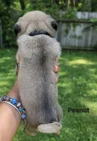 Peanut, a female Pug for sale in Fishers, IN – 2 of 2