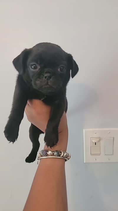Purple girl (Violet), a female Pug for sale in Fishers, IN – 3 of 3