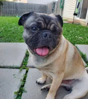 Red boy, a male Pug for sale in Fishers, IN – Photo 3 of 4