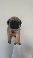 Red boy, a male Pug for sale in Fishers, IN – Photo 1 of 4