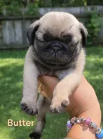 Butter, a female Pug for sale in Fishers, IN – 1 of 2