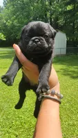 Pink girl (Fat Mama), a female Pug for sale in Fishers, IN – 1 of 2