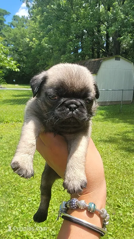 Tan girl (Butter) – Pug puppy for sale in Fishers, IN