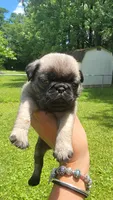 Tan girl (Butter), a female Pug for sale in Fishers, IN – 1 of 2