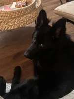 Lyra, a female German Shepherd Dog for sale in Munroe Falls, OH – Photo 2 of 2