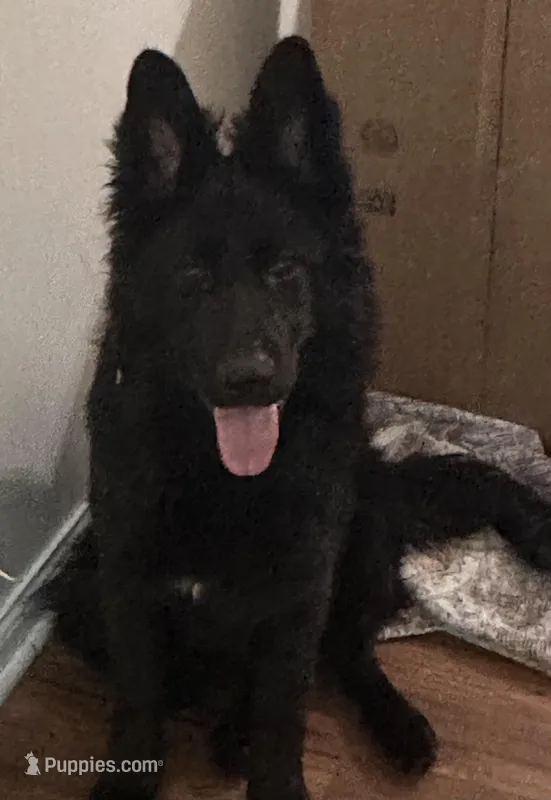 Lyra – German Shepherd Dog puppy for sale in Munroe Falls, OH