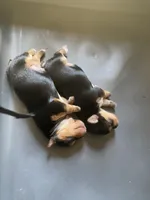 processed/f676d774-e9f8-4e8b-b393-90208b7fb74b/facility/28609533-3d15-473a-98b6-6a1e743a9cac